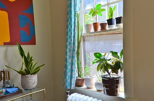 Snake plant Best Houseplants For Your Living Room Decor