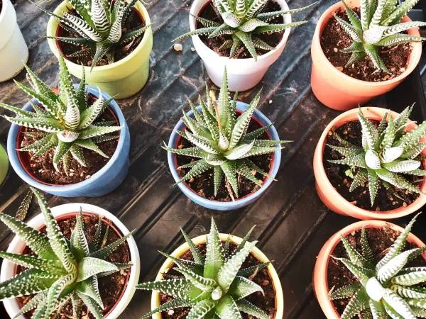 Aloe vera plants in a pot. How to Plant Aloe Vera Without Roots