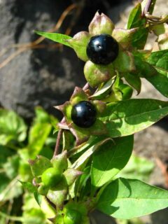 Atropa belladonna aka deadly nightshade—poisonous plants to avoid in your garden