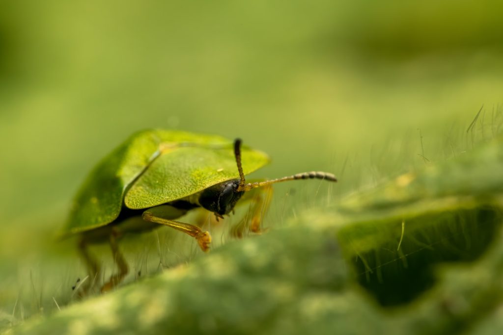 Green bug walking in green plant—keep your lawn green in the summer heat.