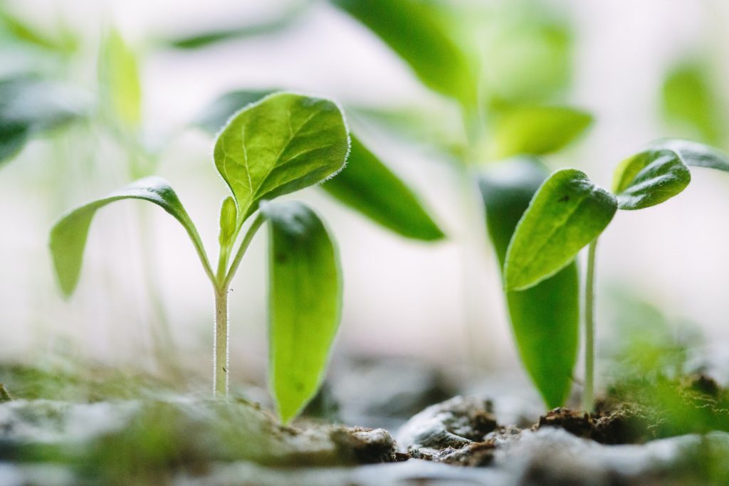 Green plants on soil—how to apply super grow fertilizer?