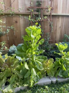 Lettuce plant bolting—why is my lettuce growing tall