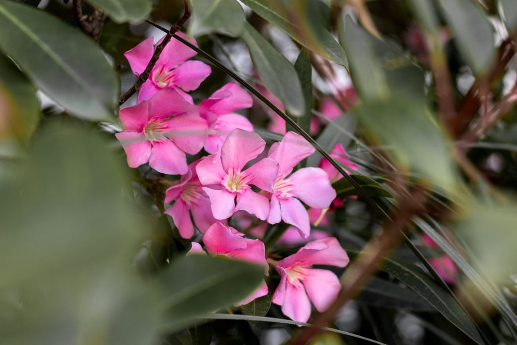 Photograph of an Nerium oleander in an garden—poisonous plants to avoid in your garden.