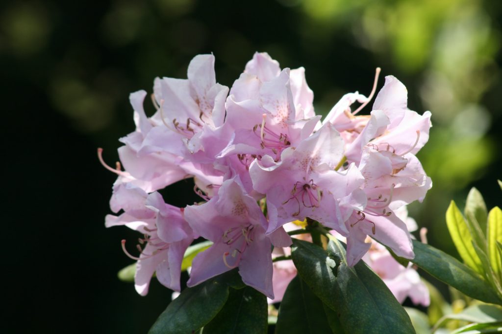 Pink azalea flowers—poisonous plants to avoid in your garden.