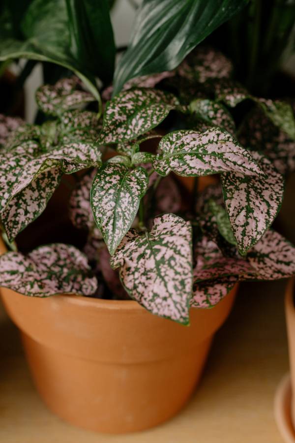 Polka dot plant in a pot—why is my polka dot plant drooping