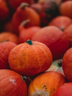 Red kuri squash red pumpkins—how to grow red kuri squash