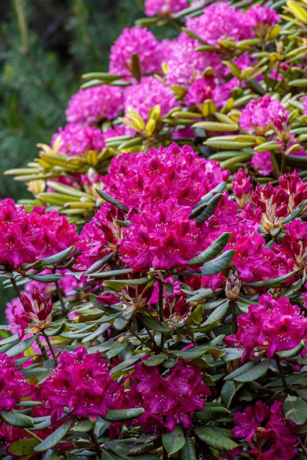 Rhododendron bush—poisonous plants to avoid in your garden