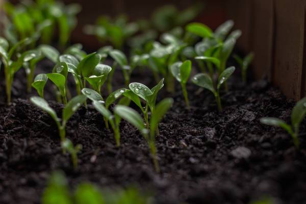 Small seedlings in soil—why does Holly tone smell so bad