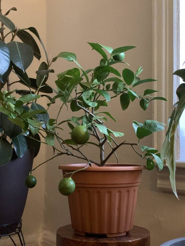 A lime plant in a pot—why my lemon tree doesnt produce fruit