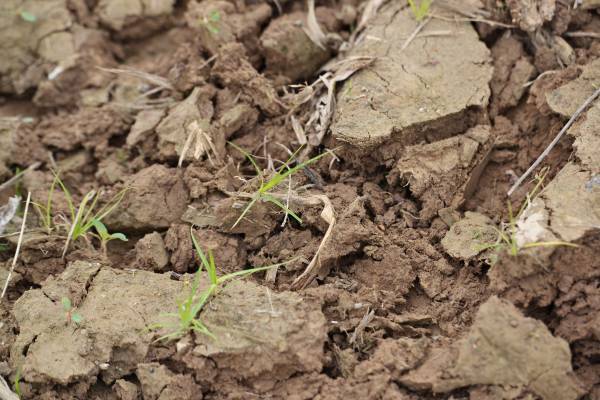Anaerobic soil chunks—how to fix anaerobic soil