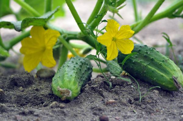 Growing green garden cucumbers—how to grow green garden cucumbers