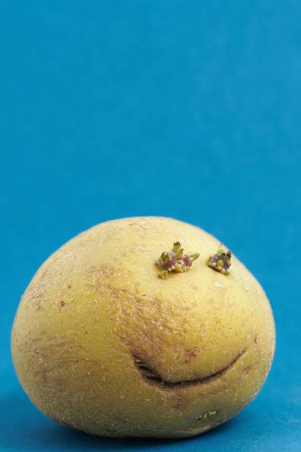 Happy potato—how long does it take for store bought potatoes to sprout