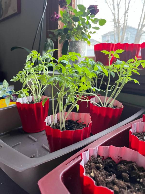 Leggy tomato plants—how to fix leggy tomato plants