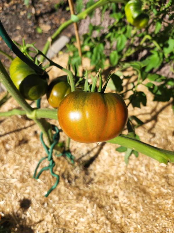 Paul Robeson tomato growing—how to grow Paul Rebeson tomatoes