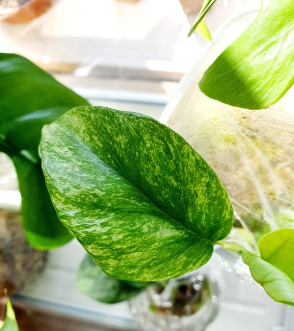 Small leaf of Raphi tetrasperma—how to propagate in spgahnum moss