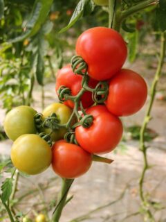 Tomatoes growing on a stalk—how to grow tomatoes in Hawaii