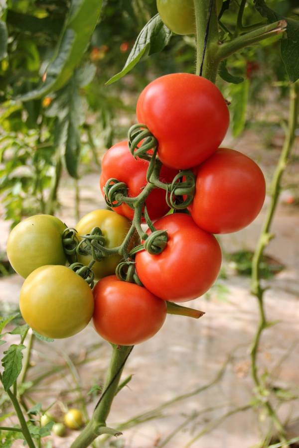 Tomatoes growing on a stalk—how to grow tomatoes in Hawaii
