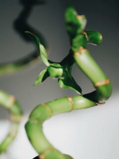 A bamboo stick—how to grow and care for bamboo plant