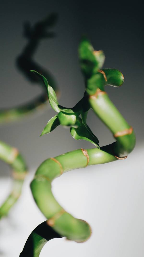 A bamboo stick—how to grow and care for bamboo plant