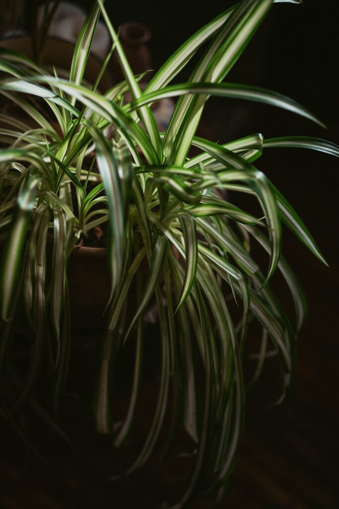A healthy spider plant—how to save a dying spider plant?