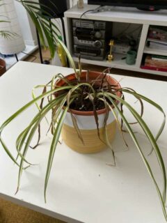 A spider plant wilting—how to save a dying spider plant