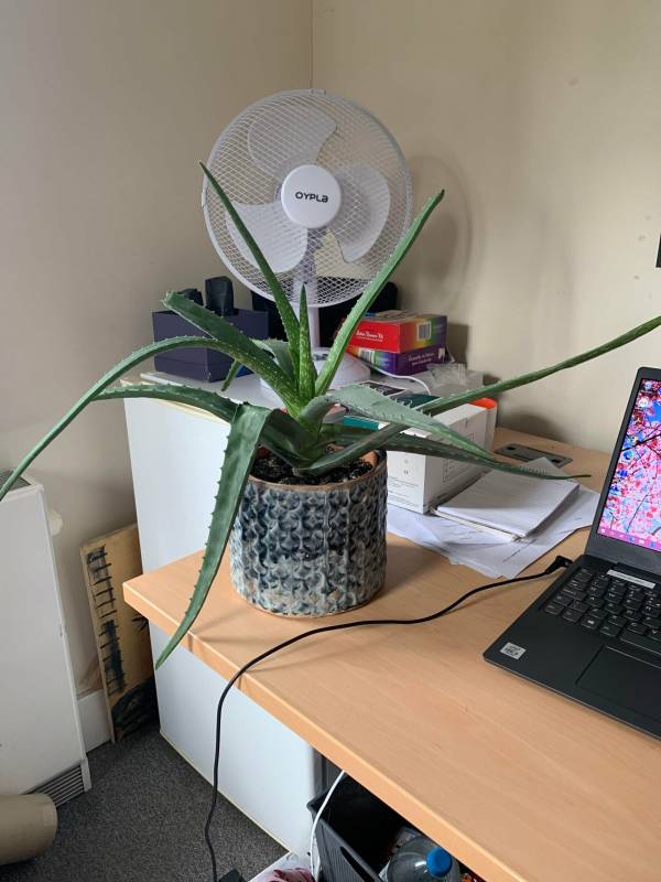 Aloe vera plant on a table—why are my aloe vera plant leaves bending