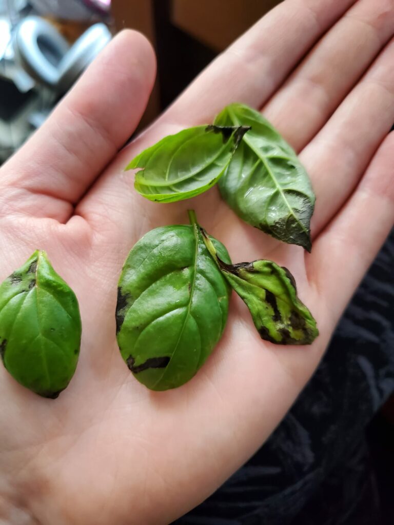 Basil leaves with black spots—why are my basil leaves so small?