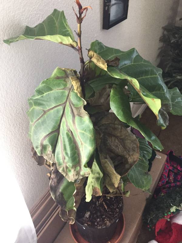 Fiddle leaf fig with brown leaves—why is my fiddle leaf fig dying