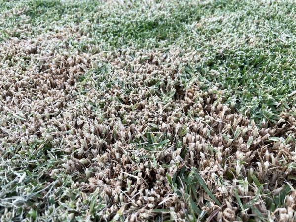 Grass in a lawn turning white—why is my grass turning white