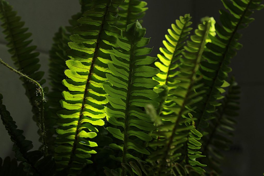 Green Boston fern plant—why are my Boston ferns turning brown?