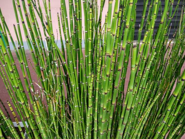 Green bamboo plants—how to grow and care for bamboo plant