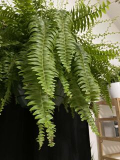 Leaves of Boston fern—why are my Boston ferns turning brown