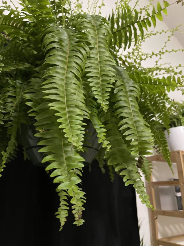 Leaves of Boston fern—why are my Boston ferns turning brown