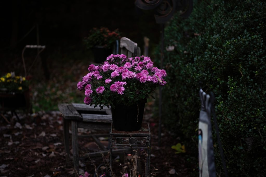 Pink flowerpot—why are my mums wilting?