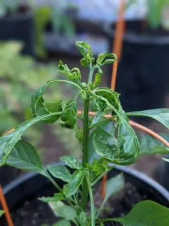 Why are my pepper leaves curling