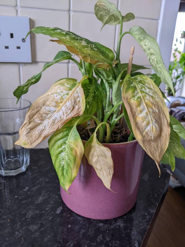 Yellow leaves on dieffenbachia plant—why is my dieffenbachia turning yellow