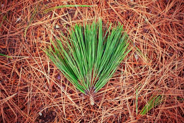 A big bunch of pine needles—how to get rid of pine needles