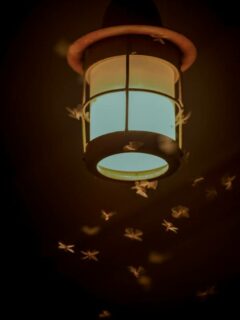 Bugs around light—how to get rid of bugs attracted to light