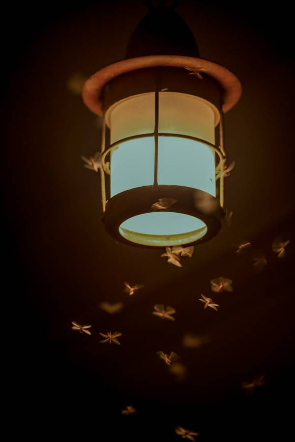 Bugs around light—how to get rid of bugs attracted to light