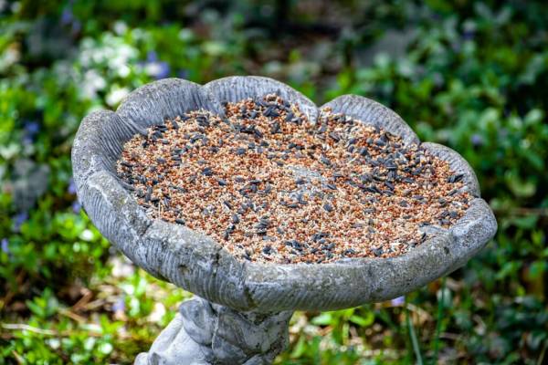 Garden birdbath with wild bird seed—how to attract crows to your yard