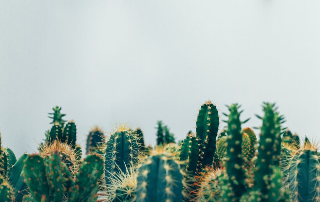 Green cacti—how to make cactus grow faster?