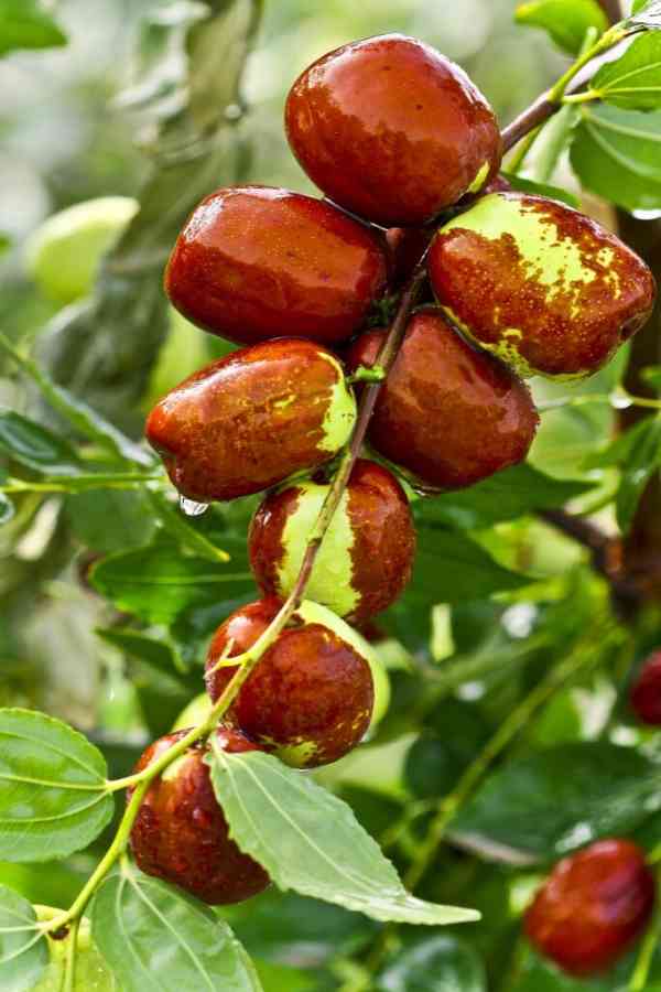 Red dates on a plant—how to grow jujube from seed
