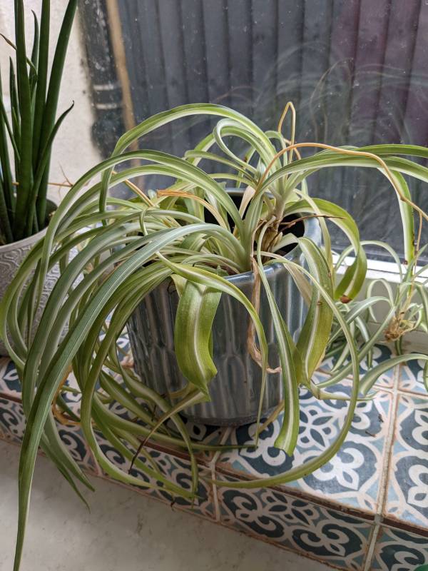 Spider plant on a table—why is my spider plant pale and limp