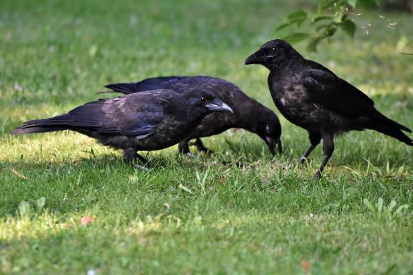 Two black crows—how to attract crows to your yard