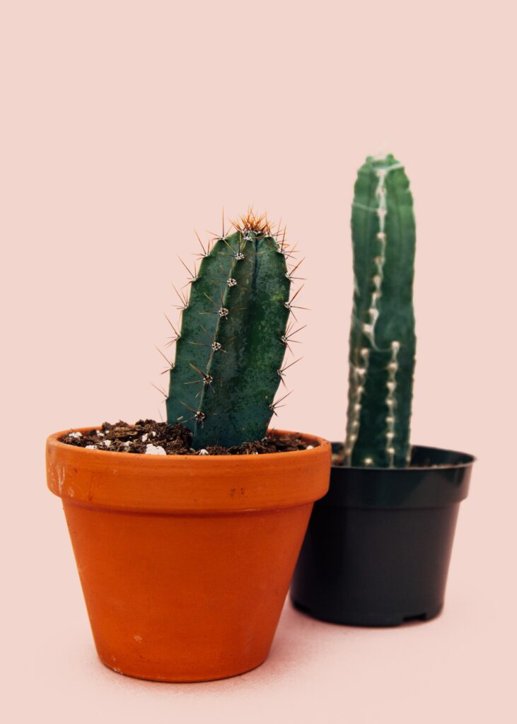 Two cactus plants—how to make cactus grow faster?