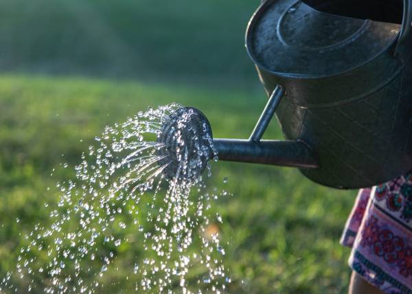Watering can—conserve water in your garden