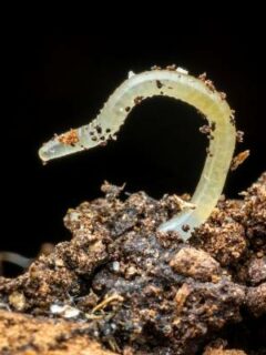 White worm—how to get rid of white worms in potted plants 1