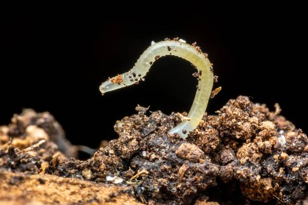 White worm—how to get rid of white worms in potted plants 1