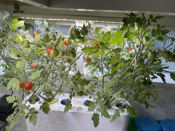 Why Are My Tomatoes So Small 1