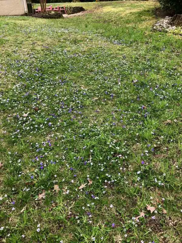 Why is my grass flowering